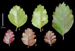 Fuscospora fusca: leaves showing apiculate teeth on the margin and oblique leaf bases; fringed domatia showing on the abaxial lamina surfaces (abaxial side of lamina indicated by downward arrow).
 Image: K.A. Ford © Landcare Research 2015 CC BY 3.0 NZ